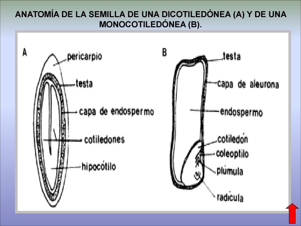 ANATOMÍA DE LA SEMILLA DE UNA DICOTILEDÓNEA (A) Y DE UNA MONOCOTILEDÓNEA (B).