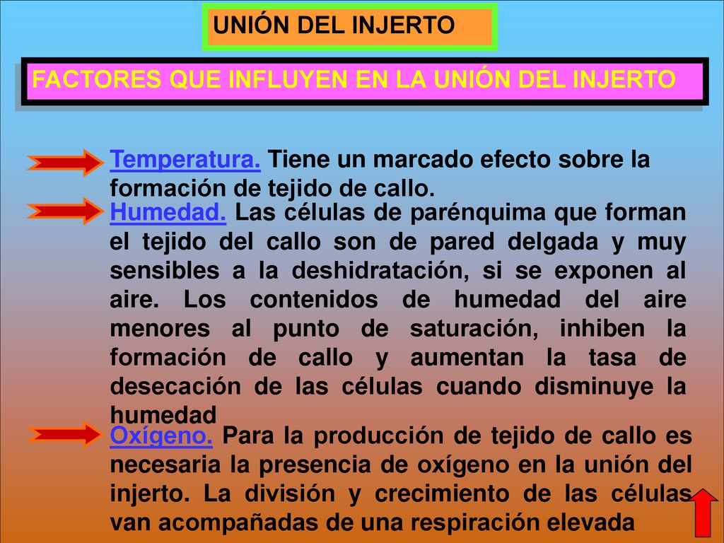 UNIÓN DEL INJERTO FACTORES QUE INFLUYEN EN LA UNIÓN DEL INJERTO. Temperatura. Tiene un marcado efecto sobre la formación de tejido de callo.