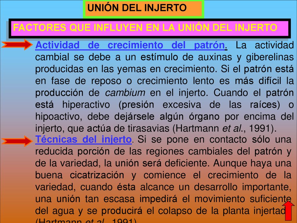 UNIÓN DEL INJERTO FACTORES QUE INFLUYEN EN LA UNIÓN DEL INJERTO.