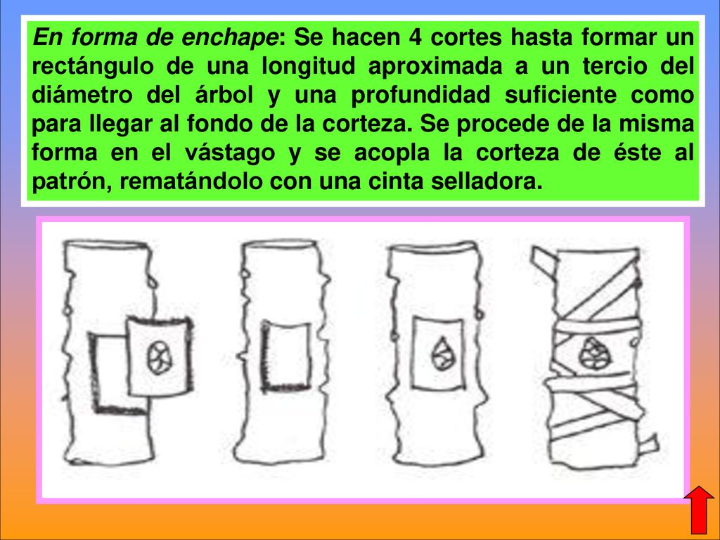 En forma de enchape: Se hacen 4 cortes hasta formar un rectángulo de una longitud aproximada a un tercio del diámetro del árbol y una profundidad suficiente como para llegar al fondo de la corteza.