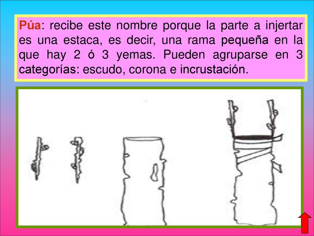 Púa: recibe este nombre porque la parte a injertar es una estaca, es decir, una rama pequeña en la que hay 2 ó 3 yemas.