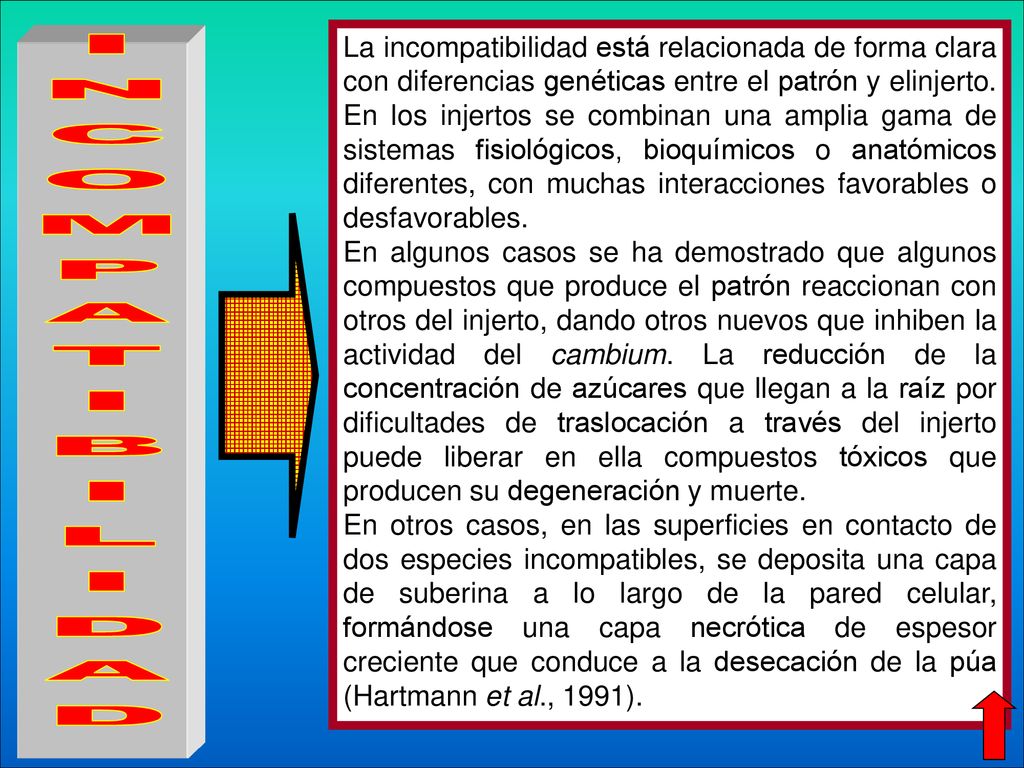 La incompatibilidad está relacionada de forma clara con diferencias genéticas entre el patrón y elinjerto. En los injertos se combinan una amplia gama de sistemas fisiológicos, bioquímicos o anatómicos diferentes, con muchas interacciones favorables o desfavorables.
