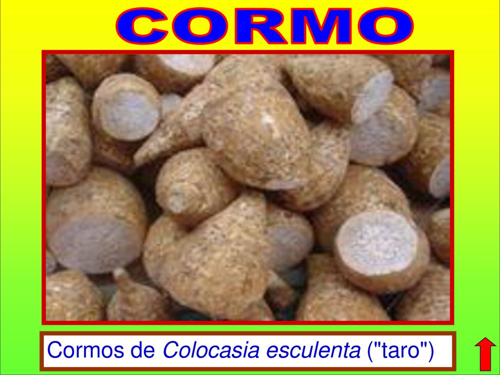 CORMO Cormos de Colocasia esculenta ( taro )