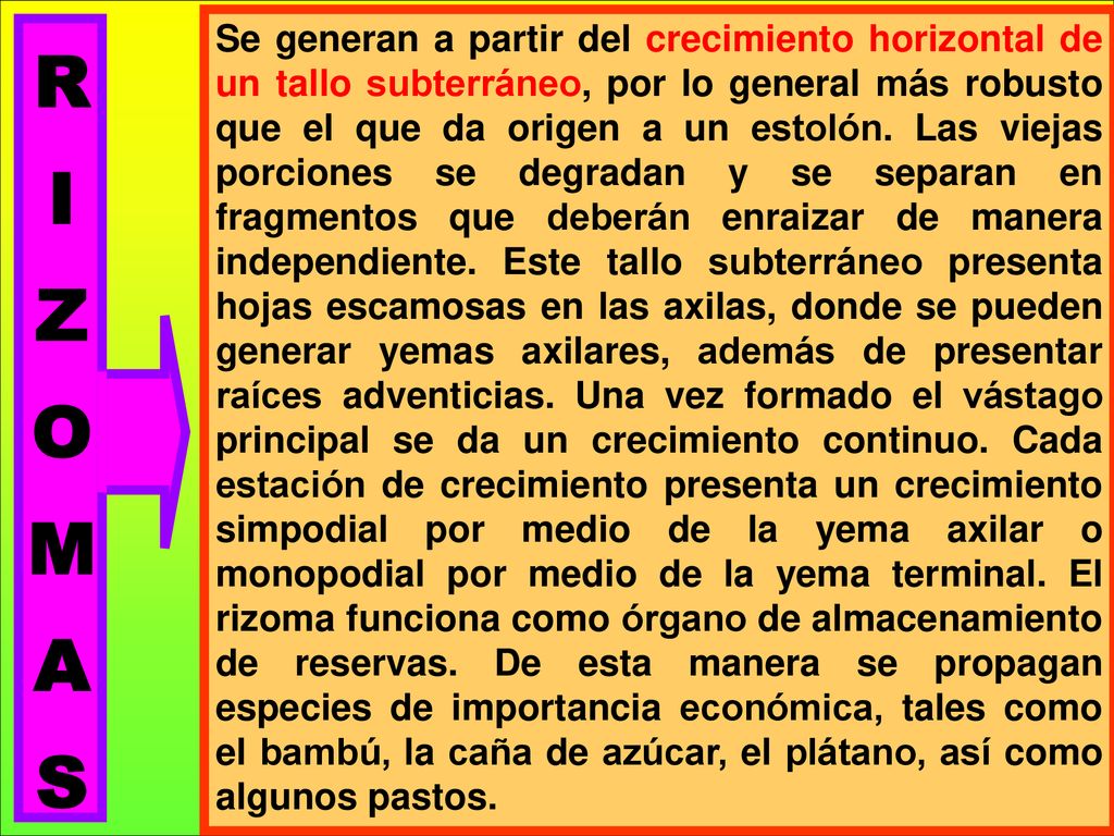 Se generan a partir del crecimiento horizontal de un tallo subterráneo, por lo general más robusto que el que da origen a un estolón. Las viejas porciones se degradan y se separan en fragmentos que deberán enraizar de manera independiente. Este tallo subterráneo presenta hojas escamosas en las axilas, donde se pueden generar yemas axilares, además de presentar raíces adventicias. Una vez formado el vástago principal se da un crecimiento continuo. Cada estación de crecimiento presenta un crecimiento simpodial por medio de la yema axilar o monopodial por medio de la yema terminal. El rizoma funciona como órgano de almacenamiento de reservas. De esta manera se propagan especies de importancia económica, tales como el bambú, la caña de azúcar, el plátano, así como algunos pastos.
