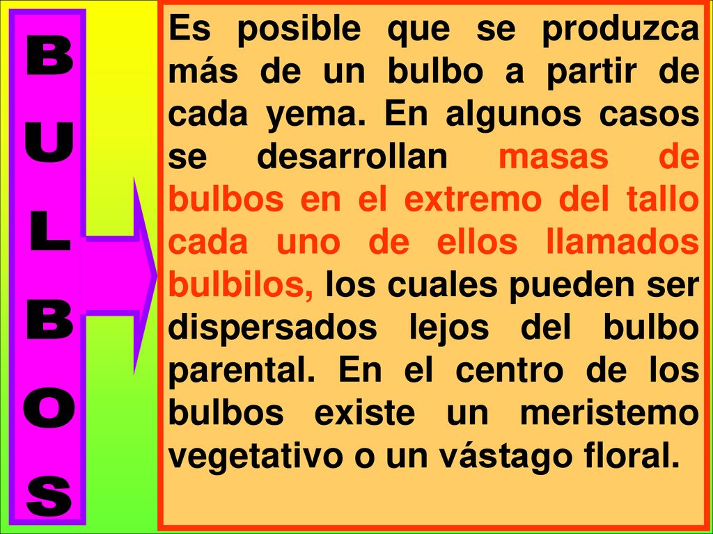 Es posible que se produzca más de un bulbo a partir de cada yema