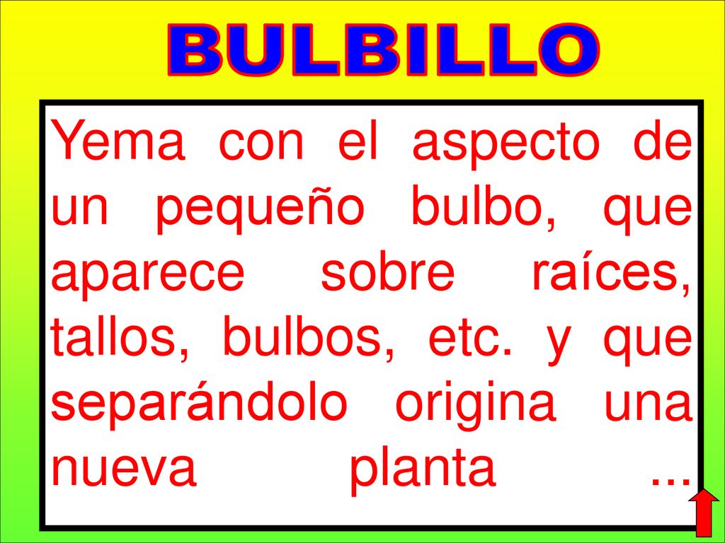 BULBILLO Yema con el aspecto de un pequeño bulbo, que aparece sobre raíces, tallos, bulbos, etc.