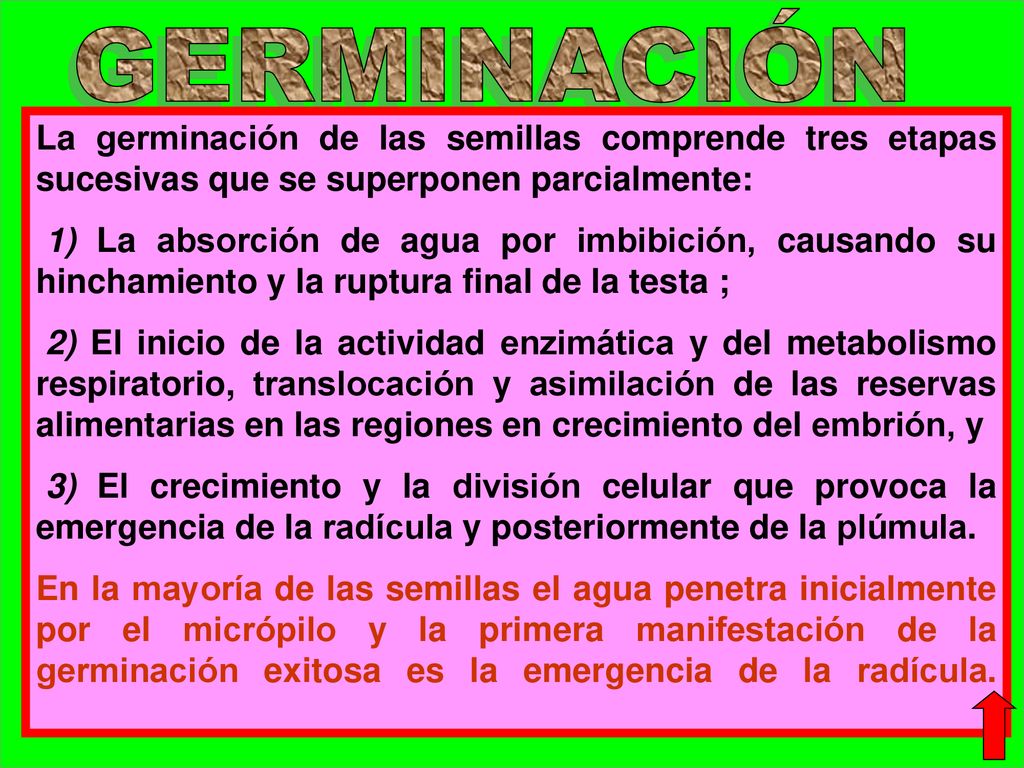 GERMINACIÓN La germinación de las semillas comprende tres etapas sucesivas que se superponen parcialmente: