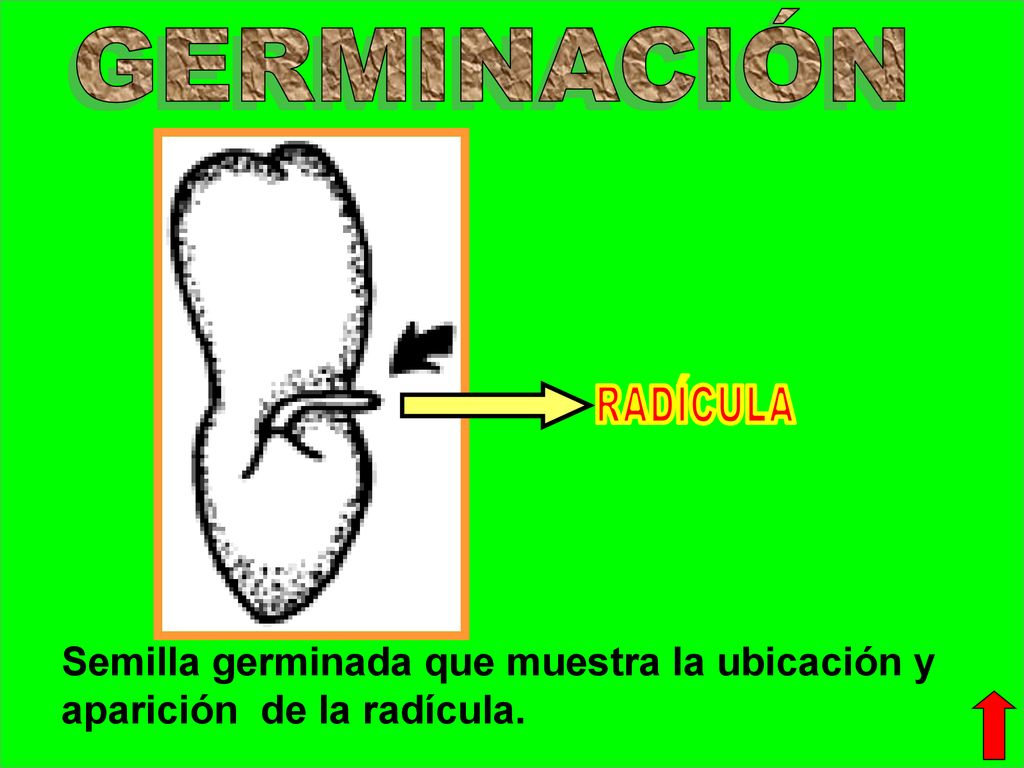 GERMINACIÓN RADÍCULA Semilla germinada que muestra la ubicación y aparición de la radícula.