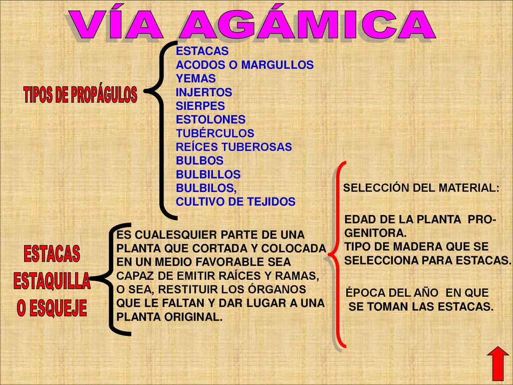 VÍA AGÁMICA TIPOS DE PROPÁGULOS ESTACAS ESTAQUILLA O ESQUEJE ESTACAS