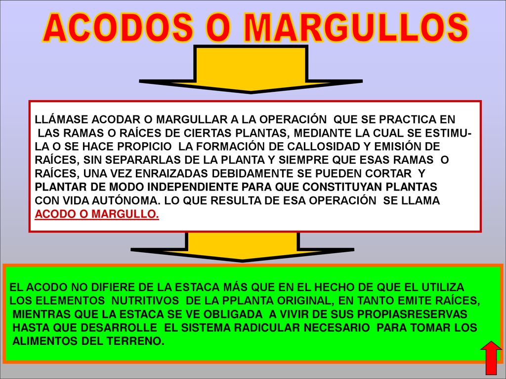 ACODOS O MARGULLOS LLÁMASE ACODAR O MARGULLAR A LA OPERACIÓN QUE SE PRACTICA EN. LAS RAMAS O RAÍCES DE CIERTAS PLANTAS, MEDIANTE LA CUAL SE ESTIMU-