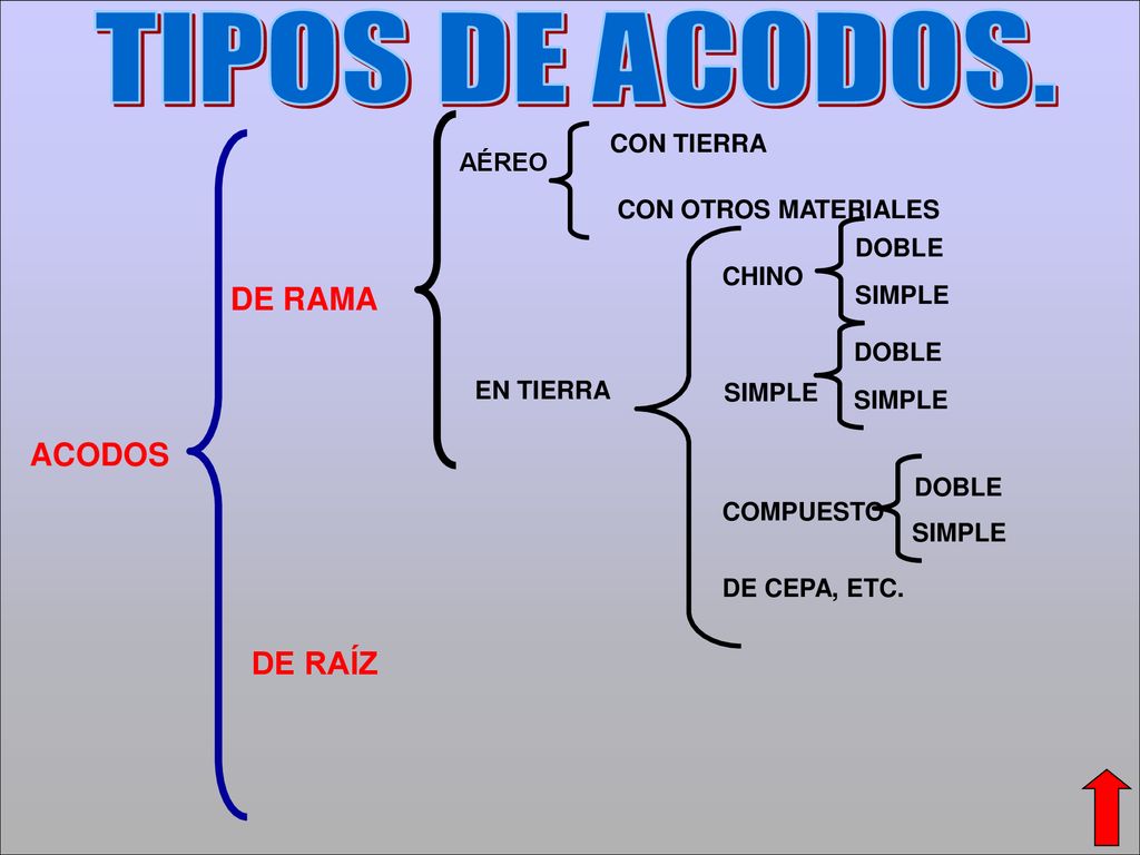 TIPOS DE ACODOS. DE RAMA ACODOS DE RAÍZ CON TIERRA AÉREO