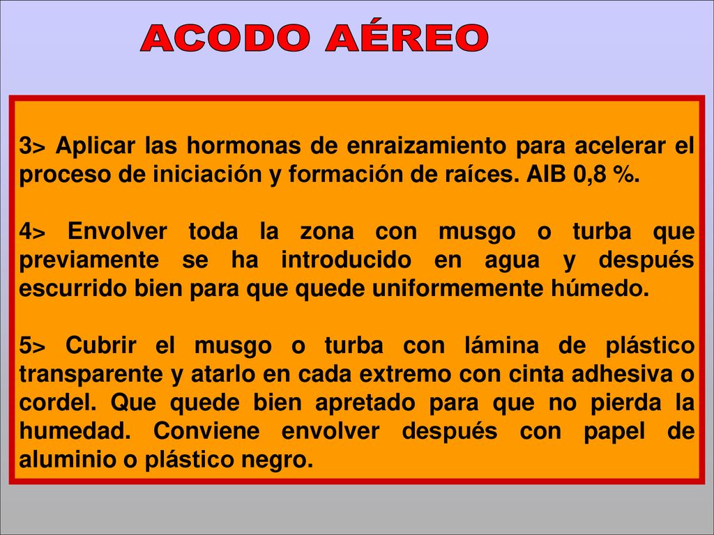 ACODO AÉREO 3> Aplicar las hormonas de enraizamiento para acelerar el proceso de iniciación y formación de raíces. AIB 0,8 %.