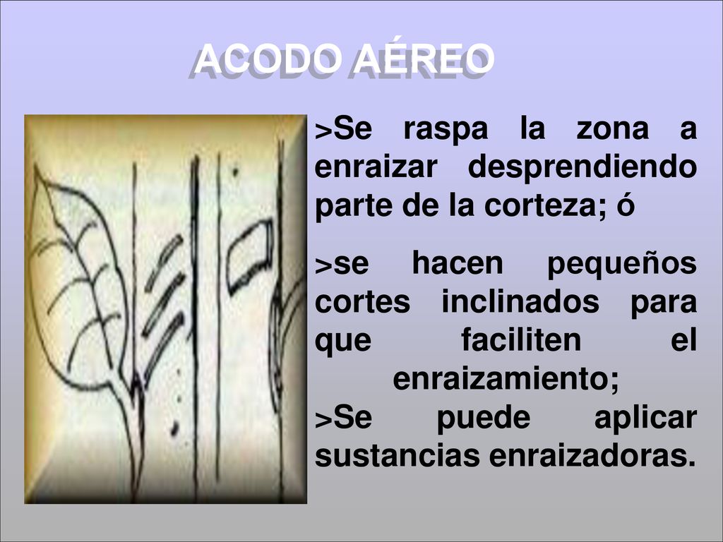 ACODO AÉREO >Se raspa la zona a enraizar desprendiendo parte de la corteza; ó.