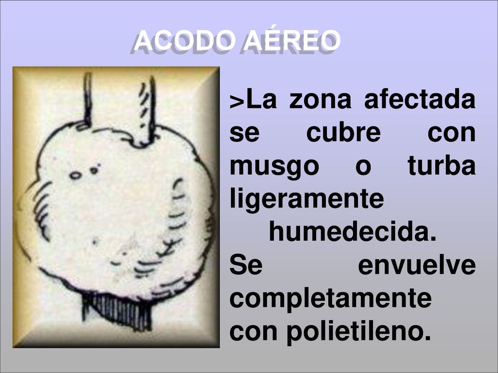 ACODO AÉREO >La zona afectada se cubre con musgo o turba ligeramente humedecida.
