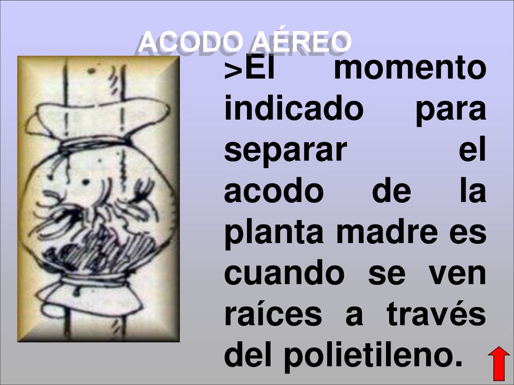 ACODO AÉREO >El momento indicado para separar el acodo de la planta madre es cuando se ven raíces a través del polietileno.