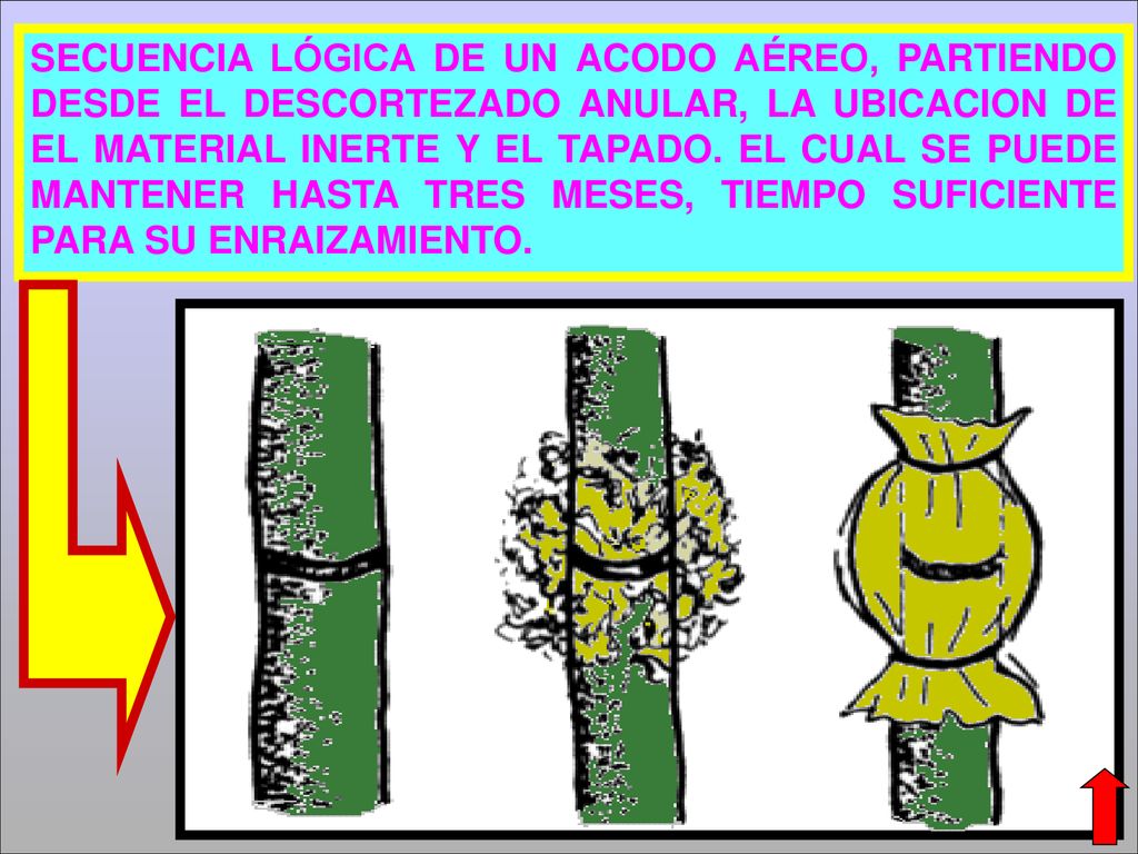 SECUENCIA LÓGICA DE UN ACODO AÉREO, PARTIENDO DESDE EL DESCORTEZADO ANULAR, LA UBICACION DE EL MATERIAL INERTE Y EL TAPADO.