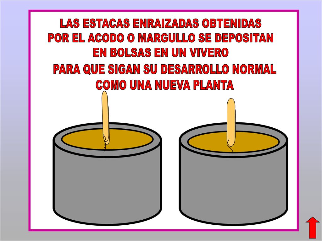 LAS ESTACAS ENRAIZADAS OBTENIDAS POR EL ACODO O MARGULLO SE DEPOSITAN