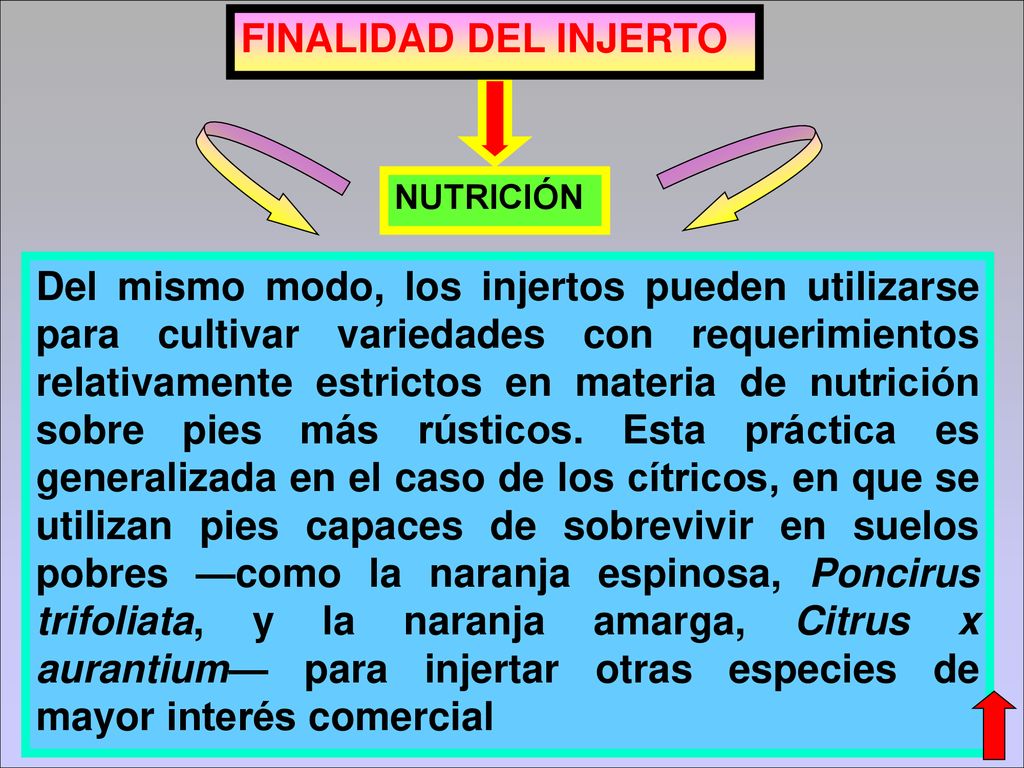 FINALIDAD DEL INJERTO NUTRICIÓN.