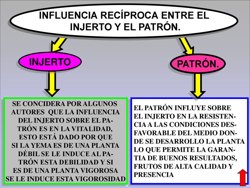 INFLUENCIA RECÍPROCA ENTRE EL INJERTO Y EL PATRÓN. INJERTO PATRÓN.