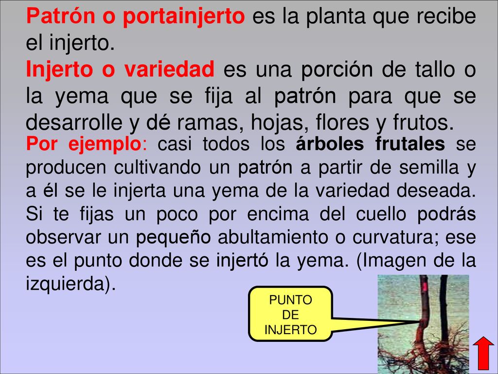 Patrón o portainjerto es la planta que recibe el injerto.