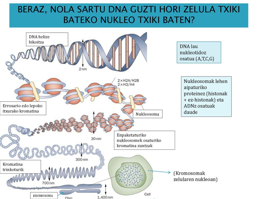 BERAZ, NOLA SARTU DNA GUZTI HORI ZELULA TXIKI BATEKO NUKLEO TXIKI BATEN