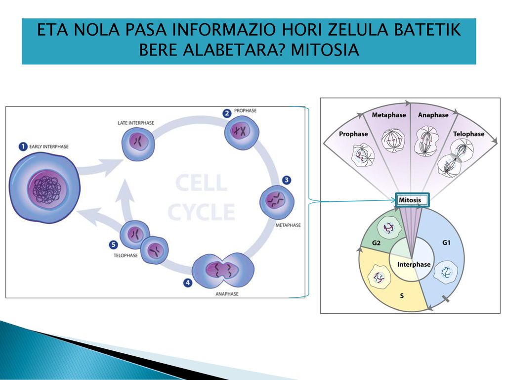 ETA NOLA PASA INFORMAZIO HORI ZELULA BATETIK BERE ALABETARA MITOSIA