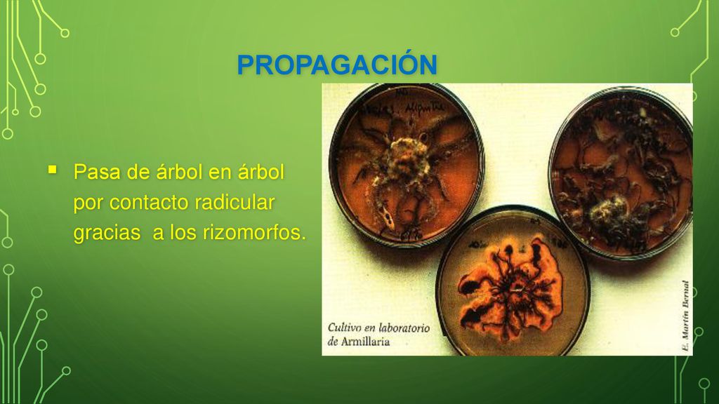 PROPAGACIÓN Pasa de árbol en árbol por contacto radicular gracias a los rizomorfos.