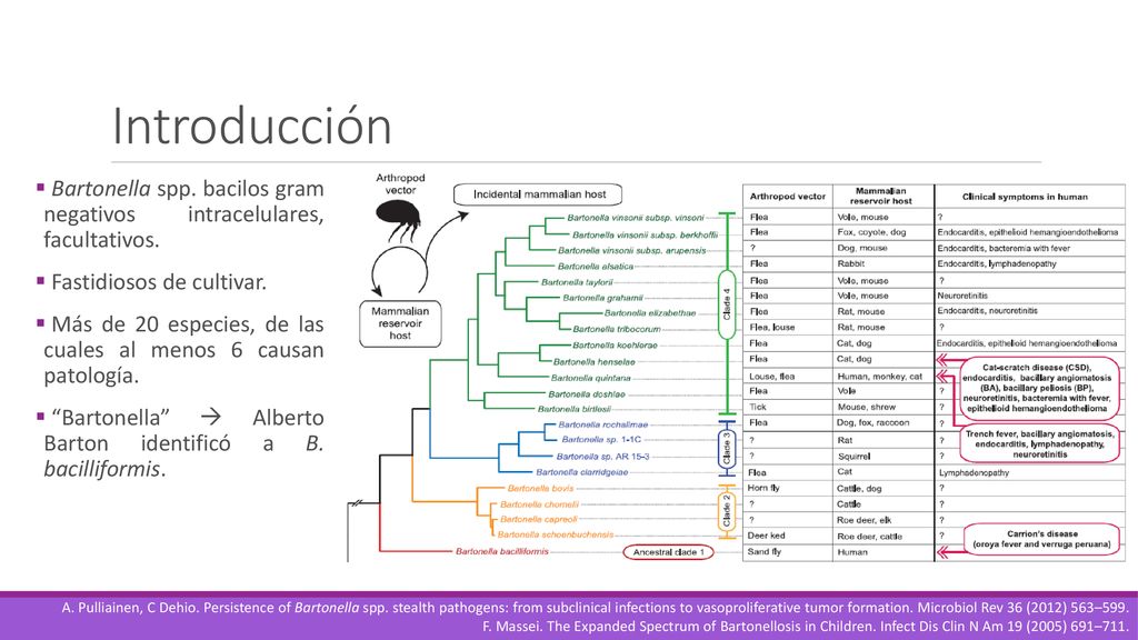 Introducción Bartonella spp. bacilos gram negativos intracelulares, facultativos. Fastidiosos de cultivar.