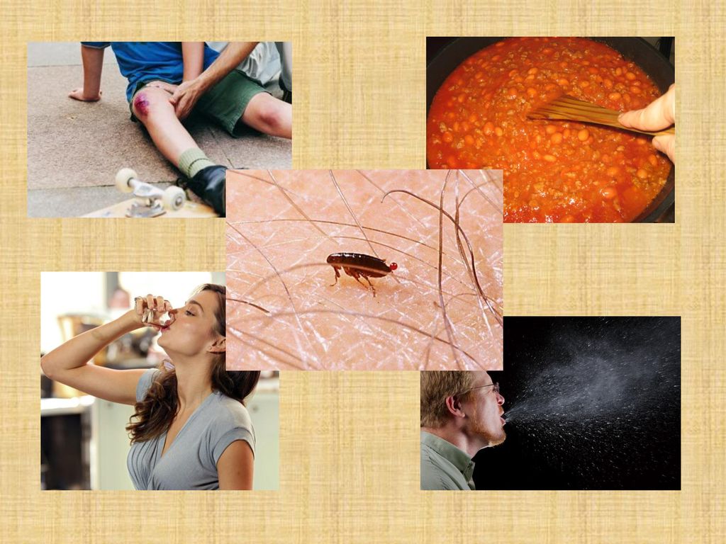 Aquestes defenses primàries poden ser vençudes: una ferida que esquinci la nostra pell, un aliment (líquid o sòlid) amb un agent infecciós o una toxina, els virus o bacteris que podem respirar... O la picada d’una puça.