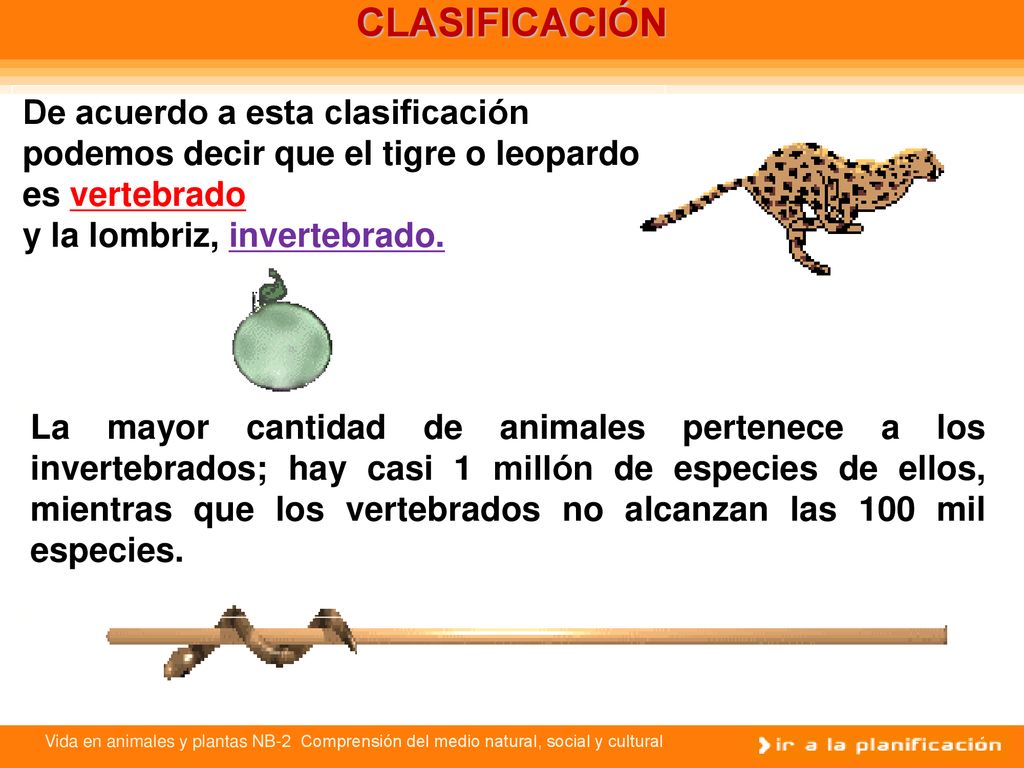 CLASIFICACIÓN De acuerdo a esta clasificación podemos decir que el tigre o leopardo es vertebrado. y la lombriz, invertebrado.