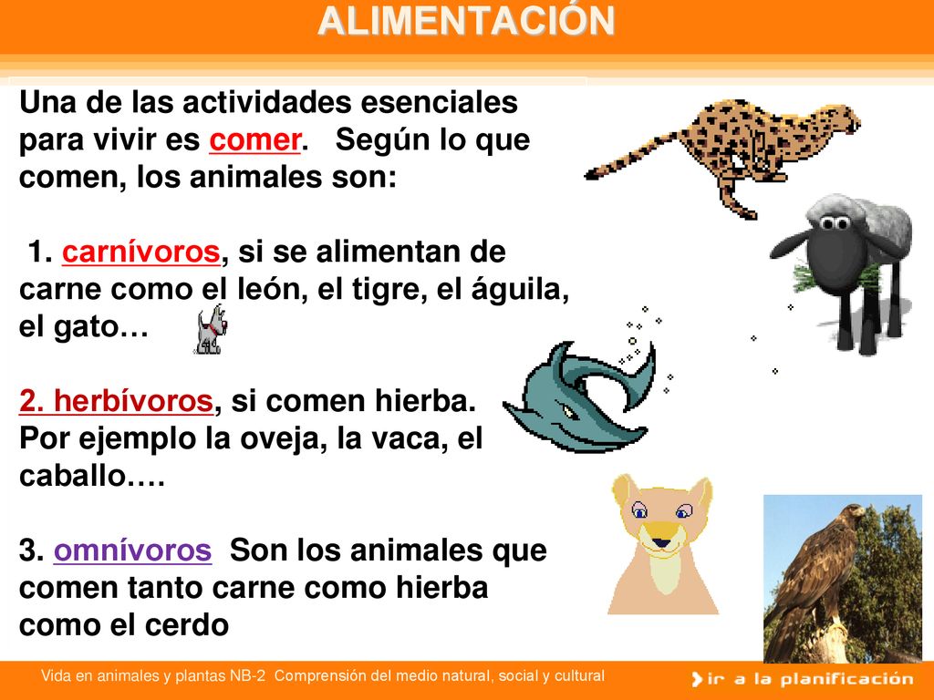 ALIMENTACIÓN Una de las actividades esenciales para vivir es comer. Según lo que comen, los animales son: