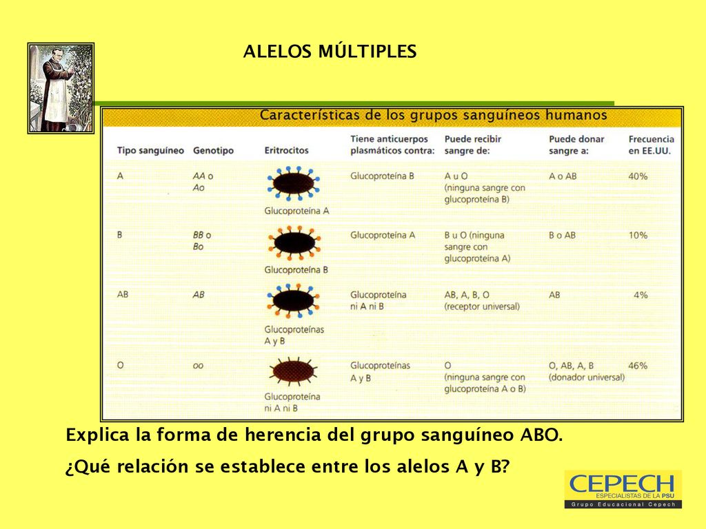 ALELOS MÚLTIPLES Explica la forma de herencia del grupo sanguíneo ABO.