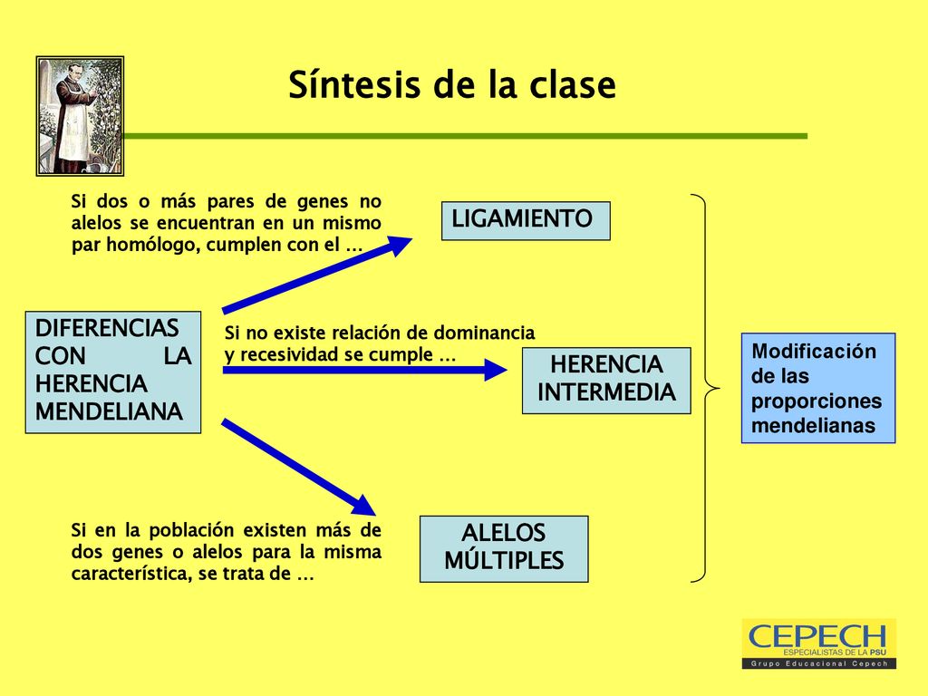 Síntesis de la clase LIGAMIENTO DIFERENCIAS CON LA HERENCIA MENDELIANA