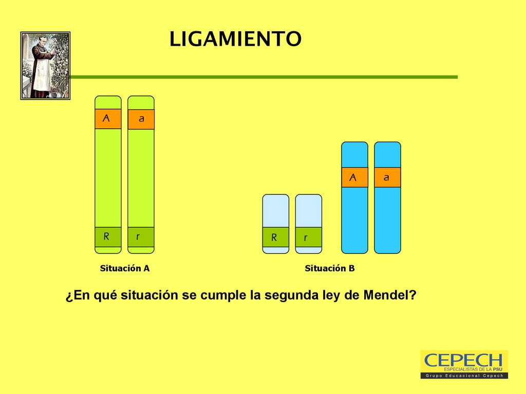 LIGAMIENTO ¿En qué situación se cumple la segunda ley de Mendel A R r