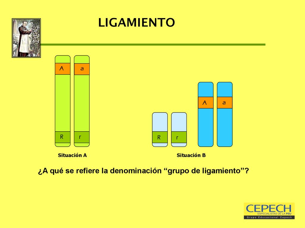 LIGAMIENTO ¿A qué se refiere la denominación grupo de ligamiento A