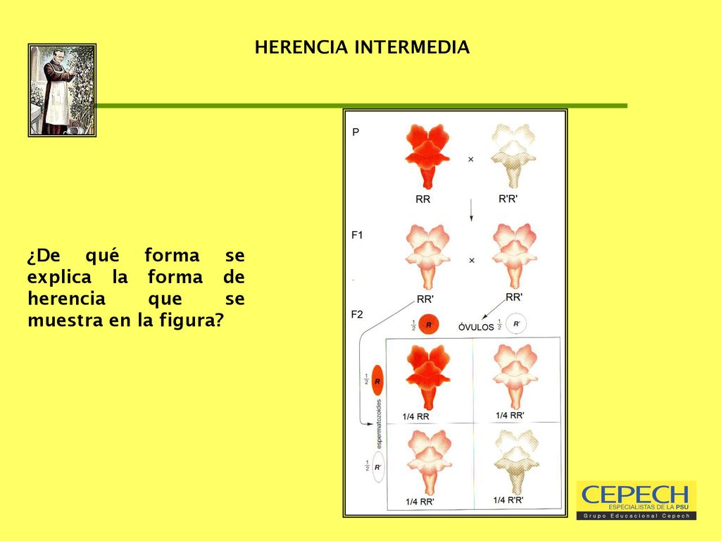 HERENCIA INTERMEDIA ¿De qué forma se explica la forma de herencia que se muestra en la figura