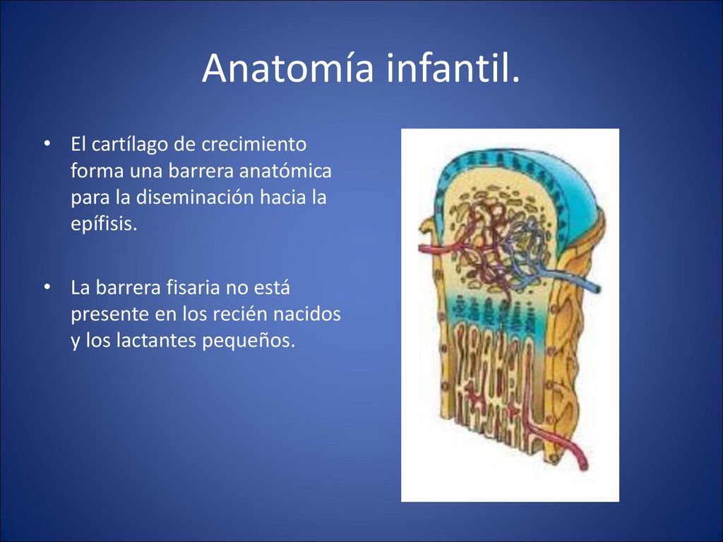 Anatomía infantil. El cartílago de crecimiento forma una barrera anatómica para la diseminación hacia la epífisis.