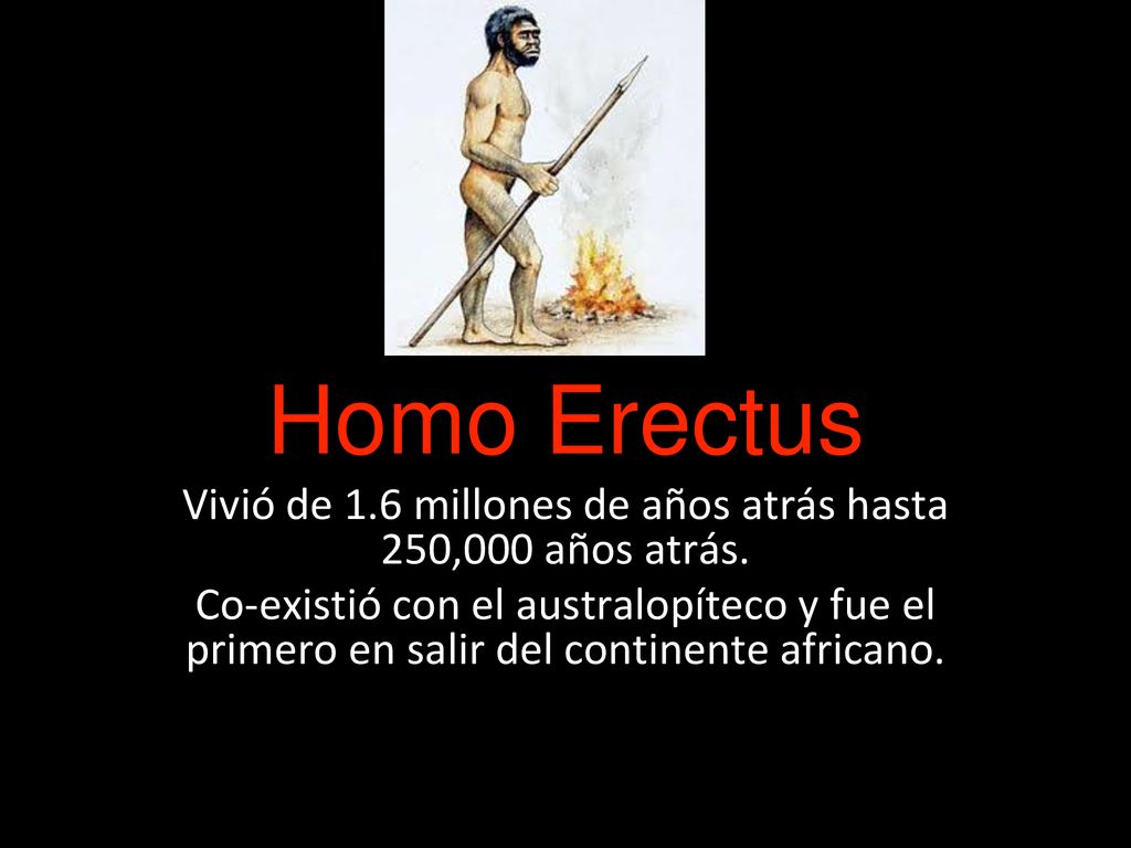 Vivió de 1.6 millones de años atrás hasta 250,000 años atrás.