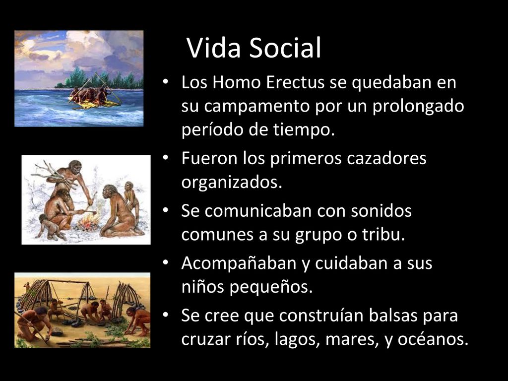 Vida Social Los Homo Erectus se quedaban en su campamento por un prolongado período de tiempo. Fueron los primeros cazadores organizados.