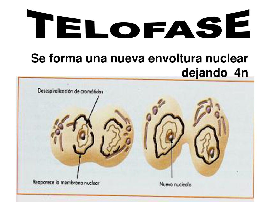 TELOFASE Se forma una nueva envoltura nuclear dejando 4n