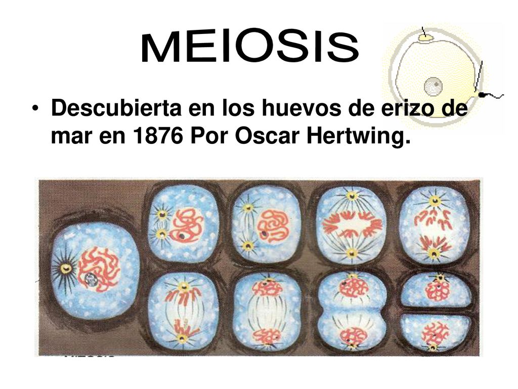 MEIOSIS Descubierta en los huevos de erizo de mar en 1876 Por Oscar Hertwing.