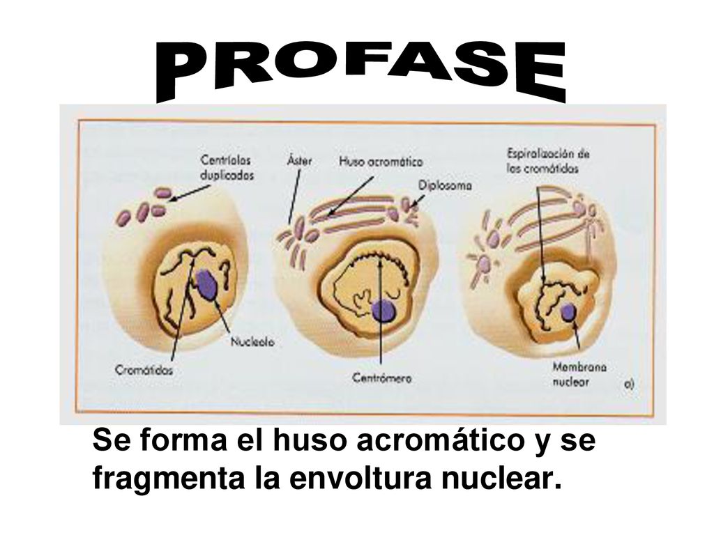 PROFASE Se forma el huso acromático y se fragmenta la envoltura nuclear.