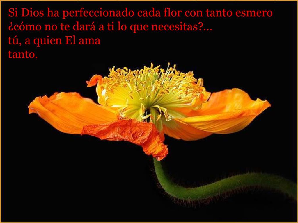 Si Dios ha perfeccionado cada flor con tanto esmero