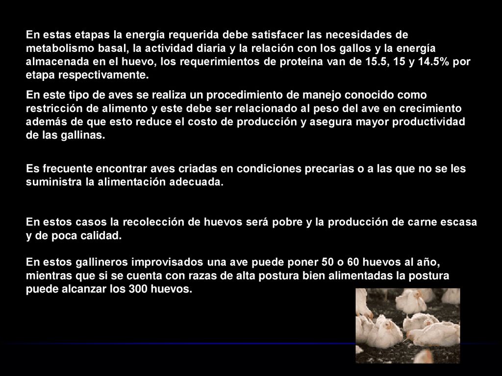 En estas etapas la energía requerida debe satisfacer las necesidades de metabolismo basal, la actividad diaria y la relación con los gallos y la energía almacenada en el huevo, los requerimientos de proteína van de 15.5, 15 y 14.5% por etapa respectivamente.