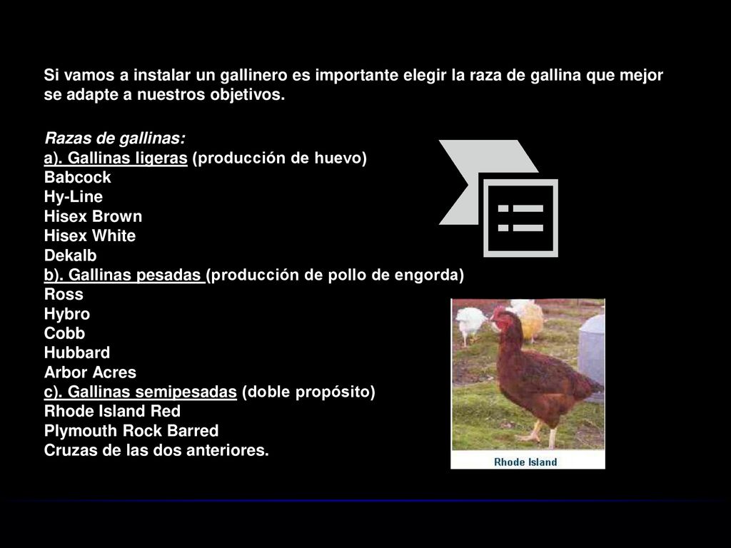 Si vamos a instalar un gallinero es importante elegir la raza de gallina que mejor se adapte a nuestros objetivos.