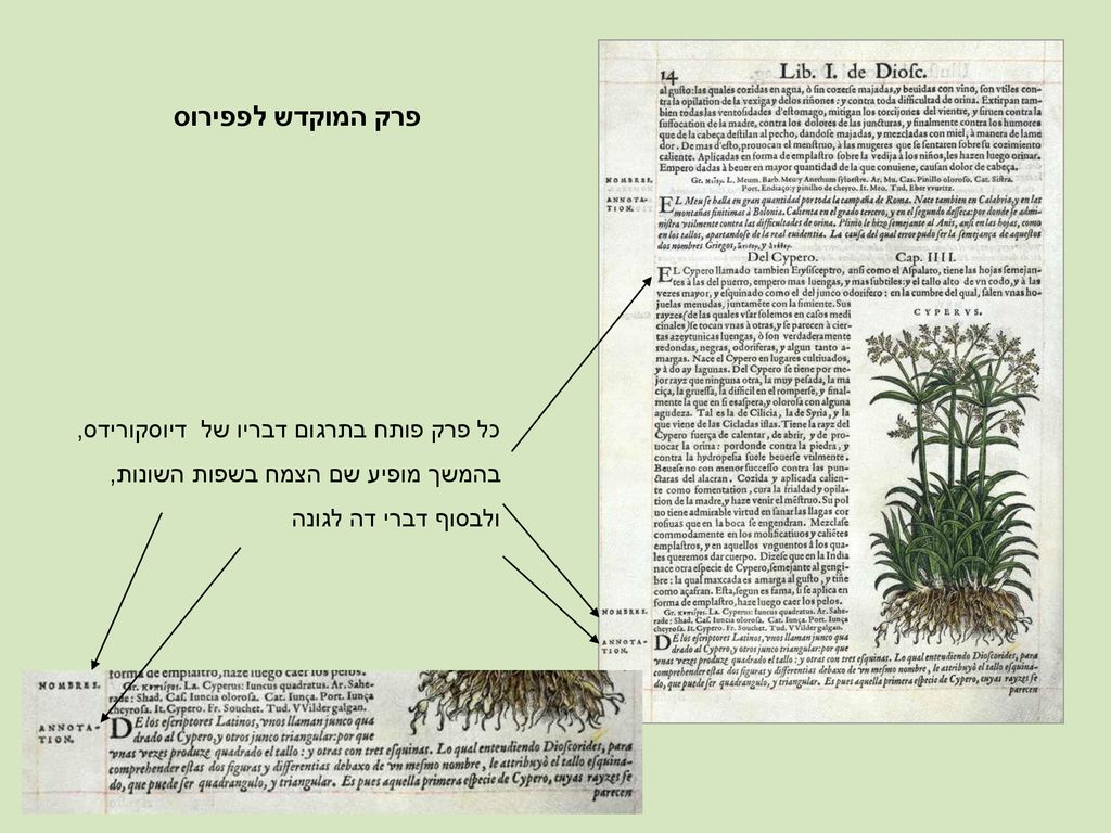 פרק המוקדש לפפירוס כל פרק פותח בתרגום דבריו של דיוסקורידס,