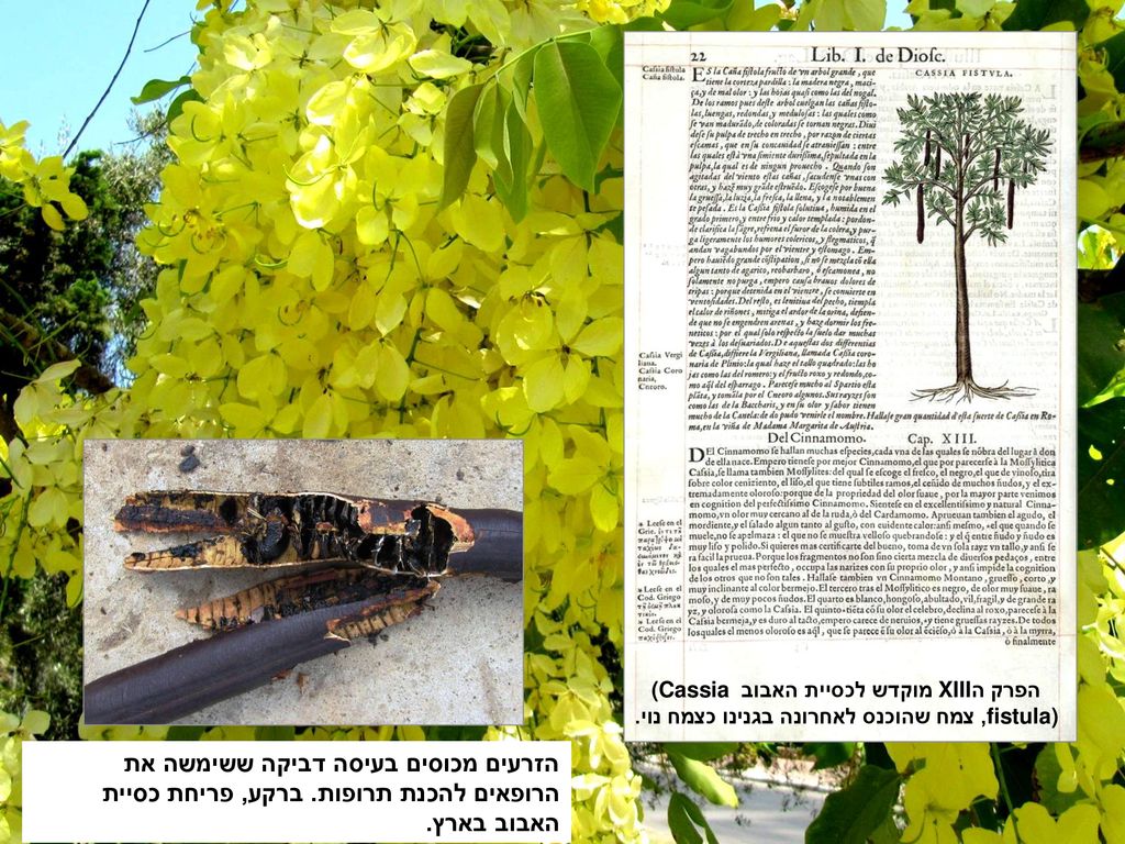 הפרק הXIII מוקדש לכסיית האבוב (Cassia fistula), צמח שהוכנס לאחרונה בגנינו כצמח נוי.