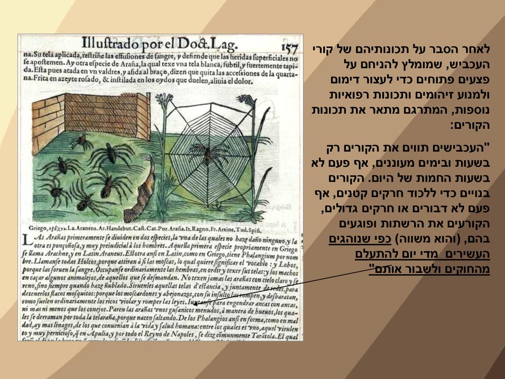 לאחר הסבר על תכונותיהם של קורי העכביש, שמומלץ להניחם על פצעים פתוחים כדי לעצור דימום ולמנוע זיהומים ותכונות רפואיות נוספות, המתרגם מתאר את תכונות הקורים: