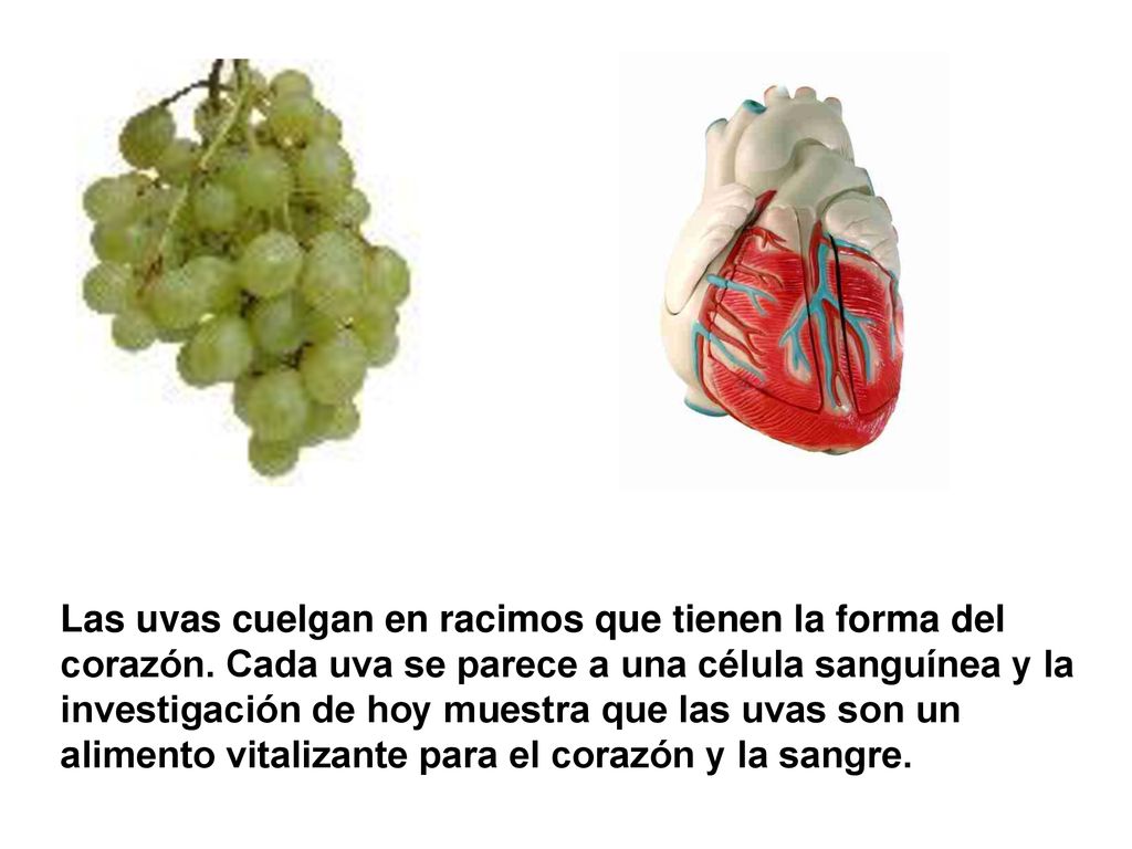 Las uvas cuelgan en racimos que tienen la forma del corazón
