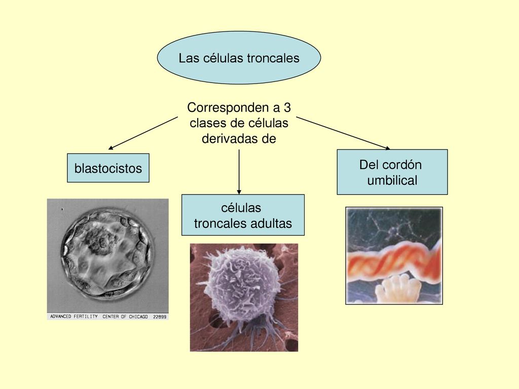 Corresponden a 3 clases de células derivadas de